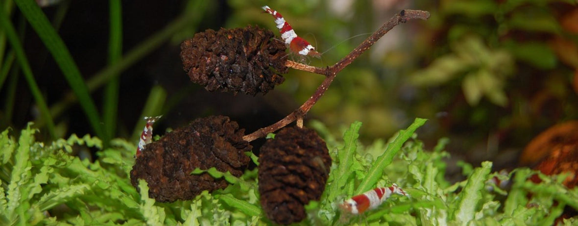 Crustacés dans un vivier