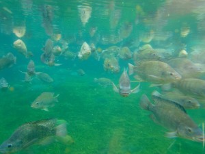 Pisciculture, poissons sous l'eau